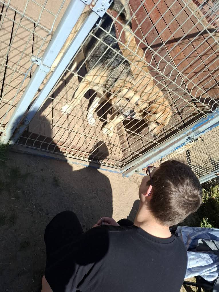 Mężczyzna stojący przed boksem, w którym znajdują się dwa psy.